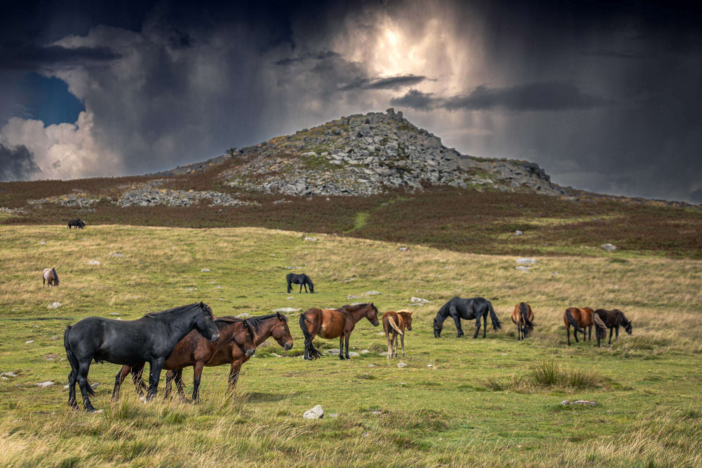 Peek Hill Herd #199 - A5 Greeting Card